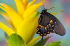 Spicebush swallowtail butterfly on bromeliad Art Print